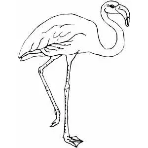 Flamingo on one leg coloring sheet