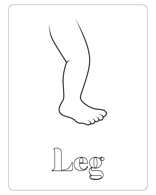 Premium vector human body part coloring pages for kids premium vector