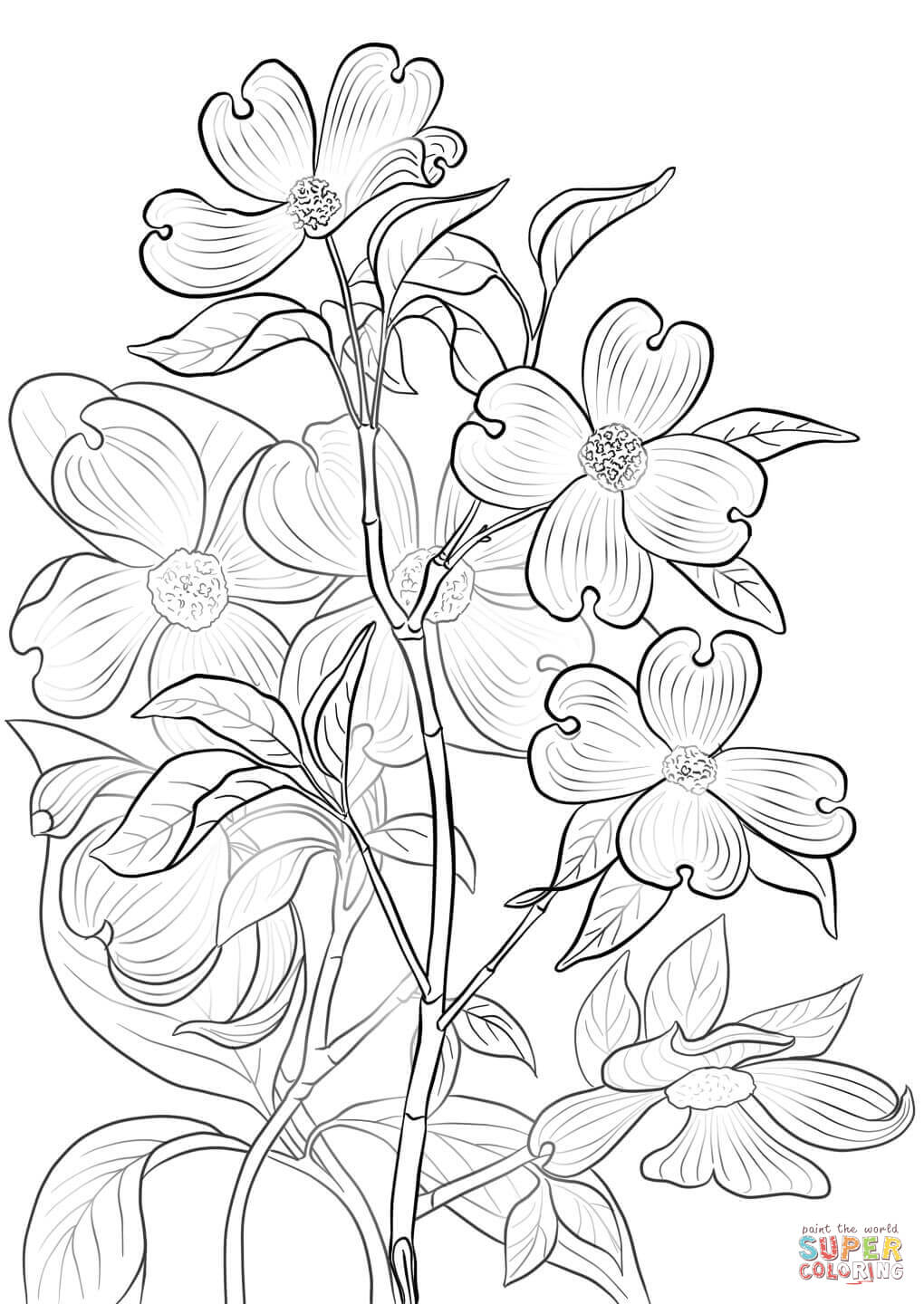 Flowering dogwood coloring page free printable coloring pages