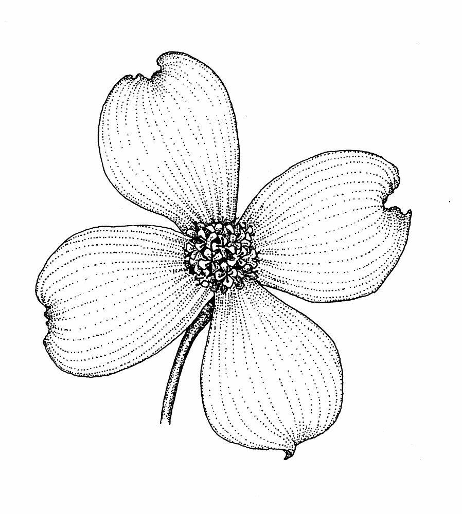 Our state scrapbook vriginia dogwood flowers dogwood flower tattoos flower drawing