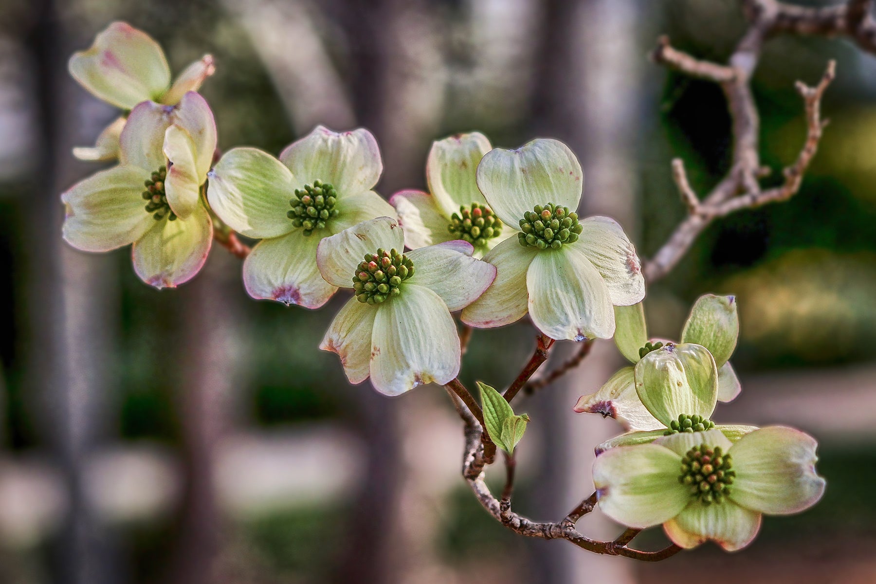 Easter and the legend of the dogwood tree