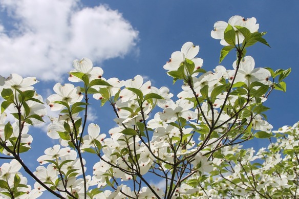 Legend of the dogwood james milson