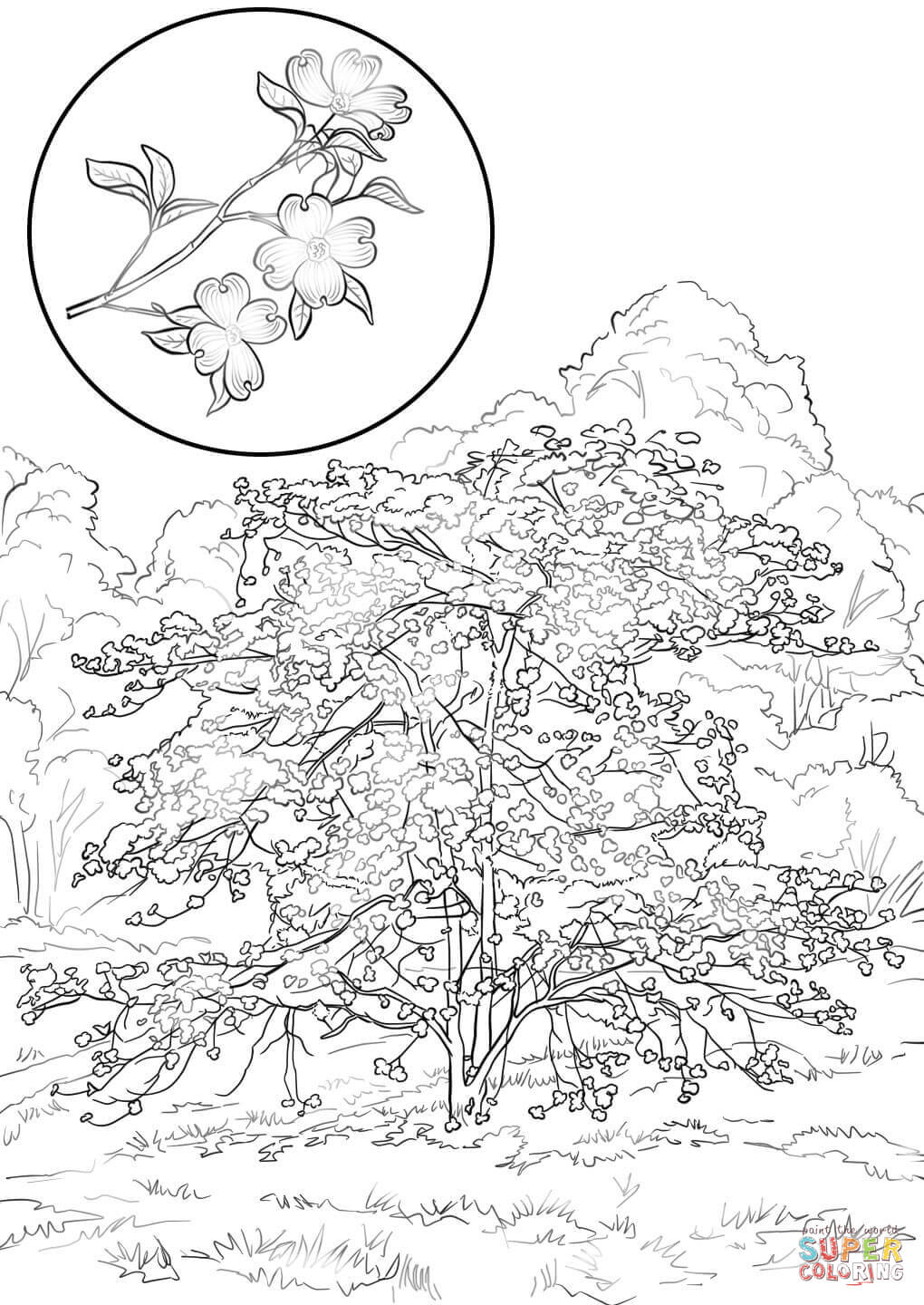 Flowering dogwood cornus florida coloring page free printable coloring pages