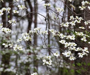 The legend of the dogwoodâ james milson