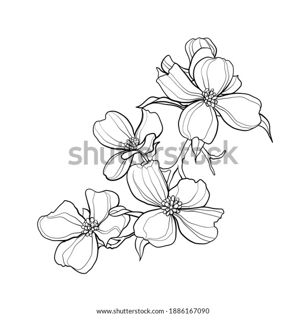 Dogwood branch flowers cornus florida line stock vector royalty free