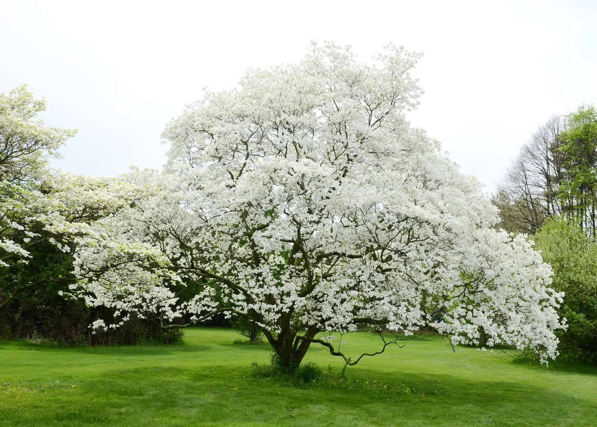 Legend of the dogwood tree what is it is it true