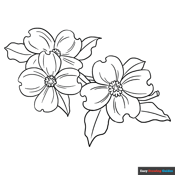 Dogwood flower coloring page easy drawing guides