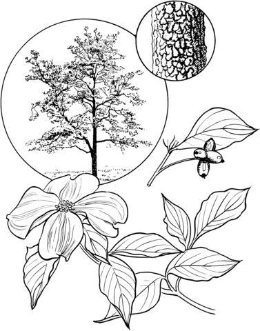 Pacific dogwood tree coloring page flower coloring pages dogwood flowers