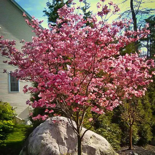 Flowering dogwood trees â tn nursery