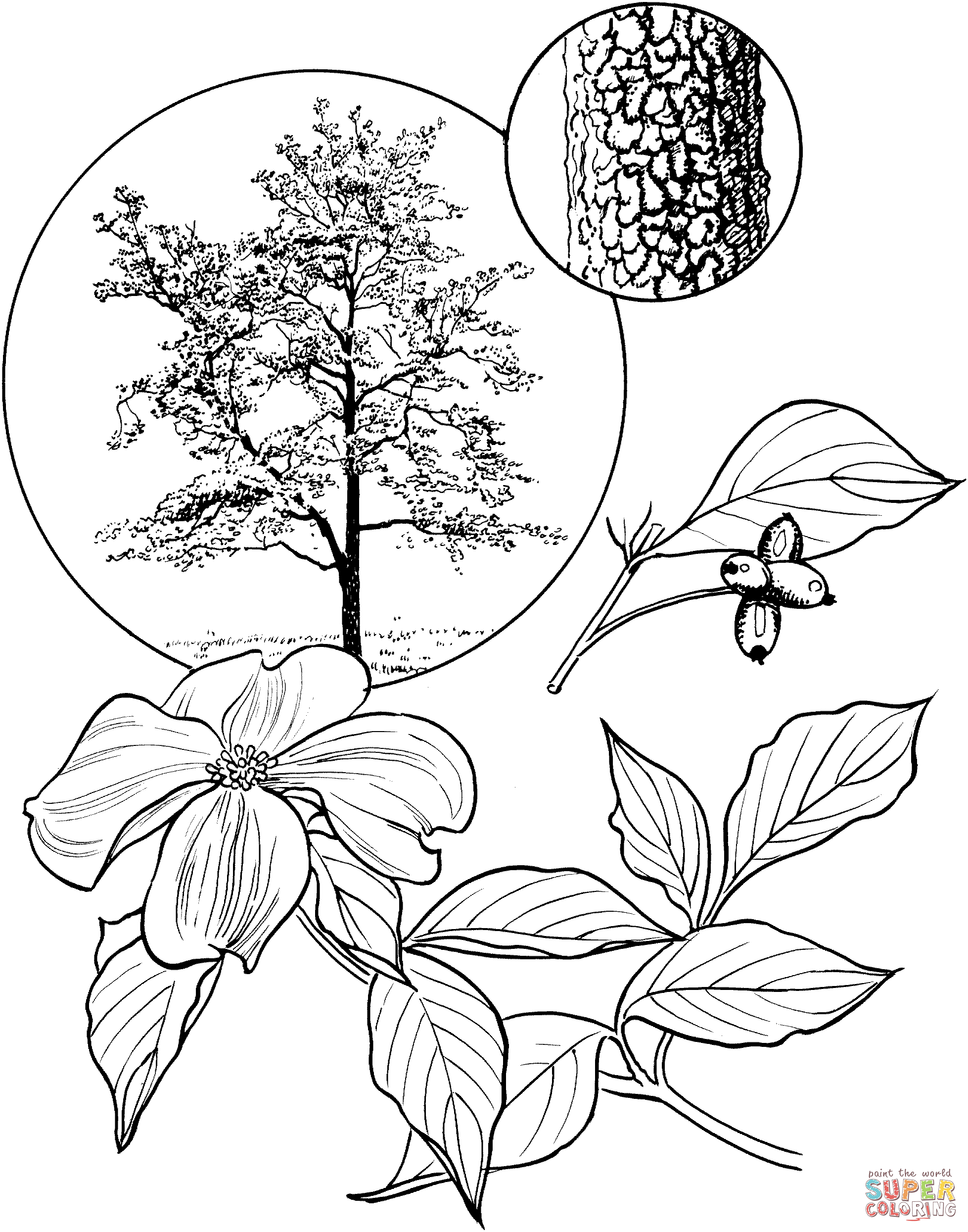 Flowering dogwood tree coloring page free printable coloring pages