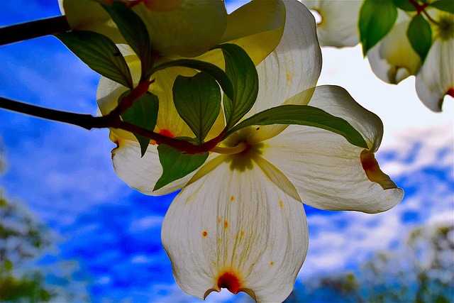 Heroes heroines and history the legend history of the dogwood tree