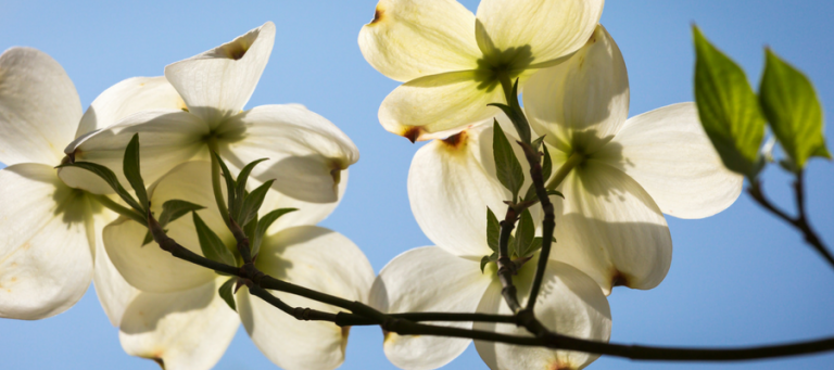 The legend of the dogwood bower branch