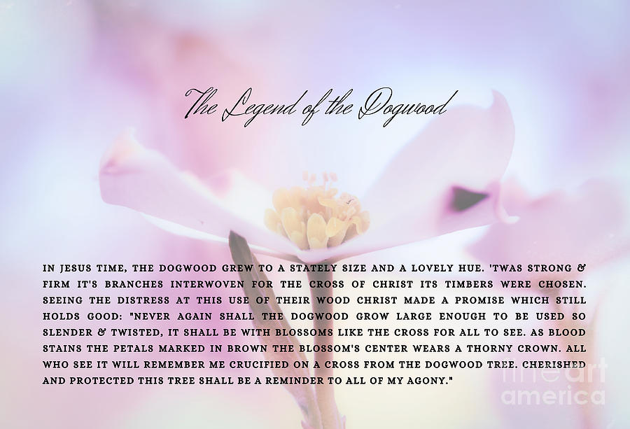 The legend of the dogwood photograph by andrea anderegg