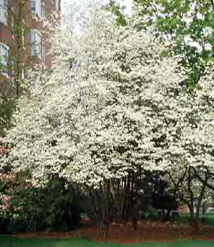 Flowering dogwood department of horticulture