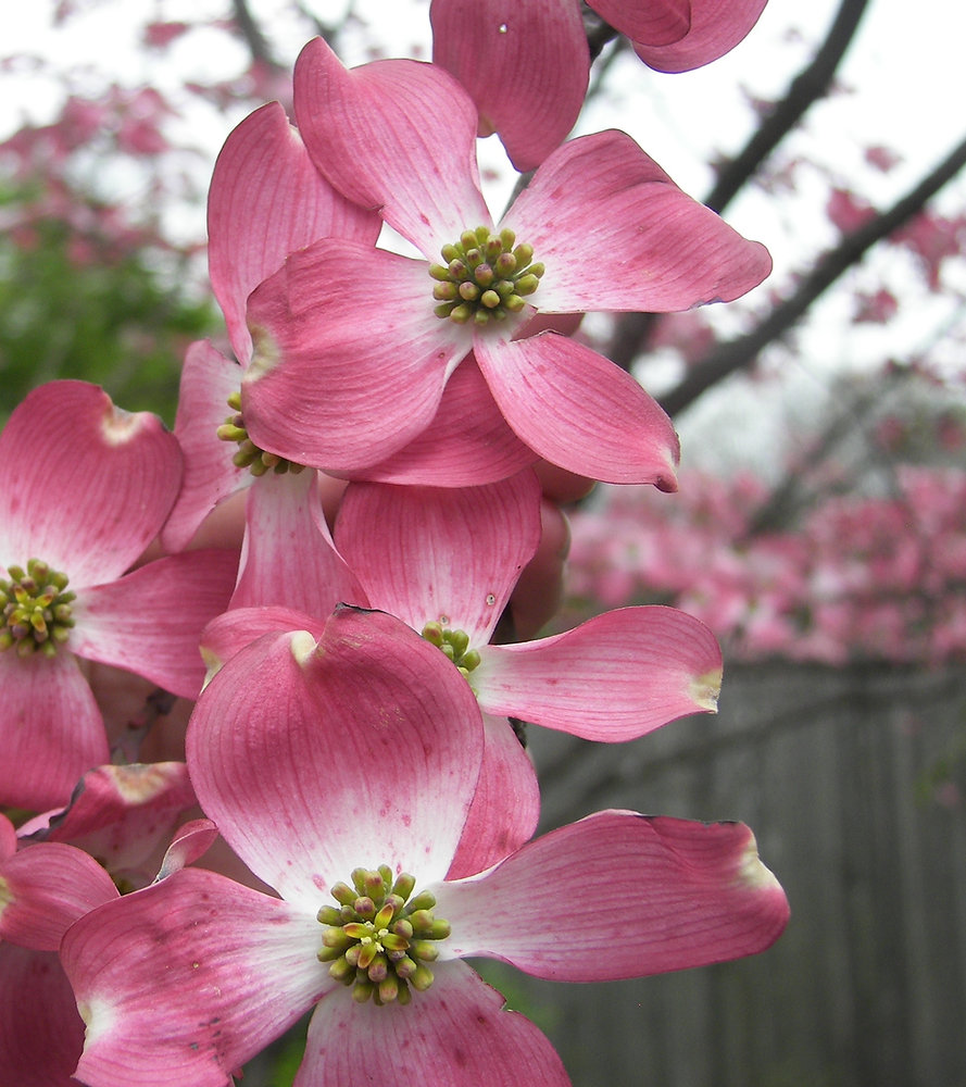 The easter legend of the dogwood tree