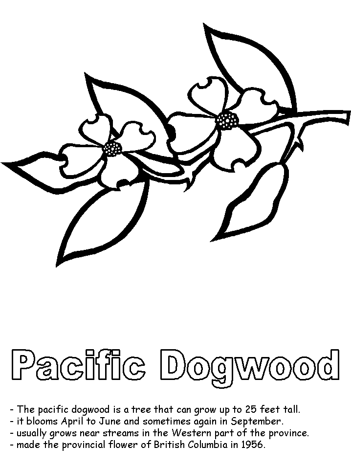 Pacific dogwood coloring page