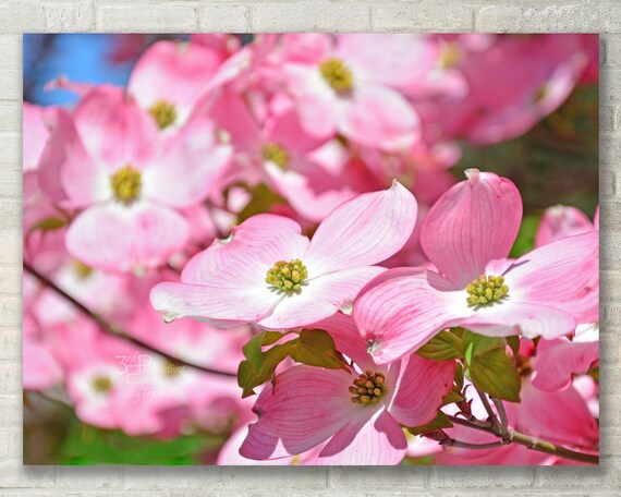 Pink dogwood tree wall art photo print canvas art metal print abstract tree art abstract photography large wall art floral wall art