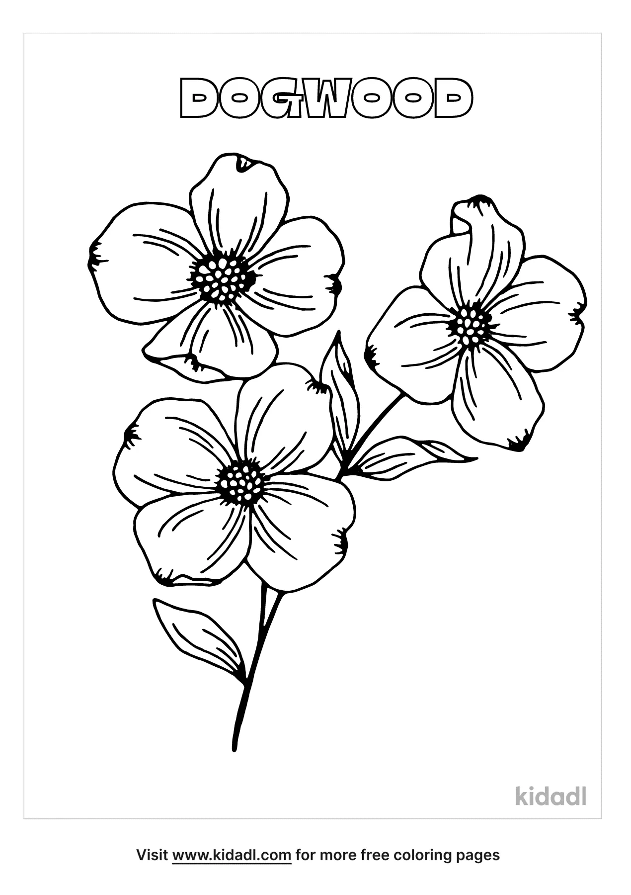 Free dogwood flower coloring page coloring page printables