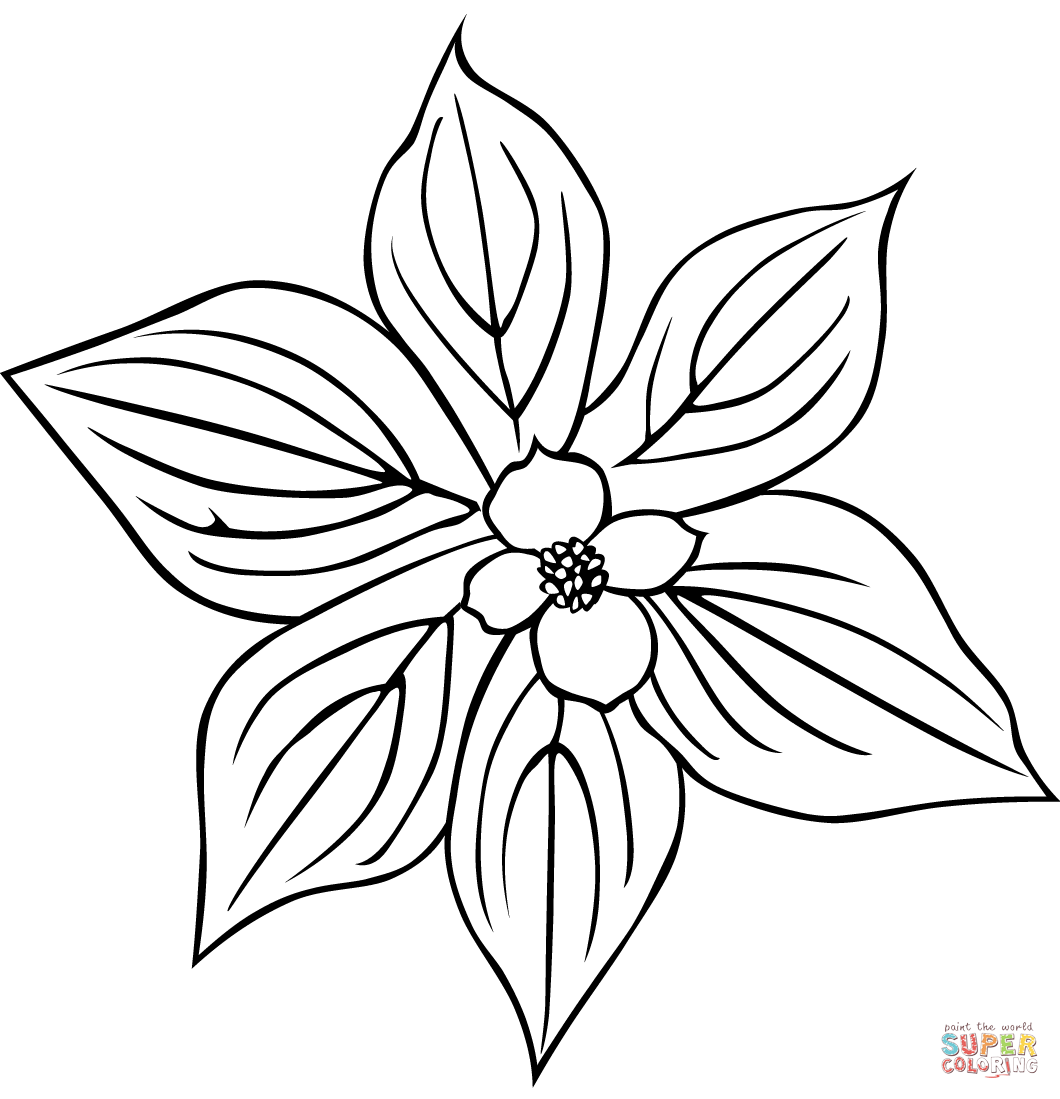 Dogwood flower coloring page free printable coloring pages