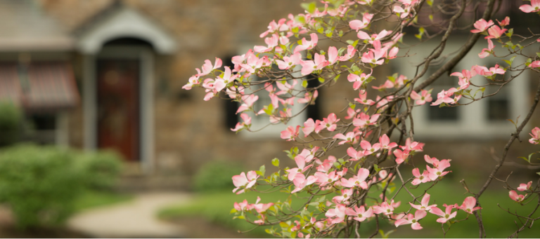 The legend of the dogwood bower branch