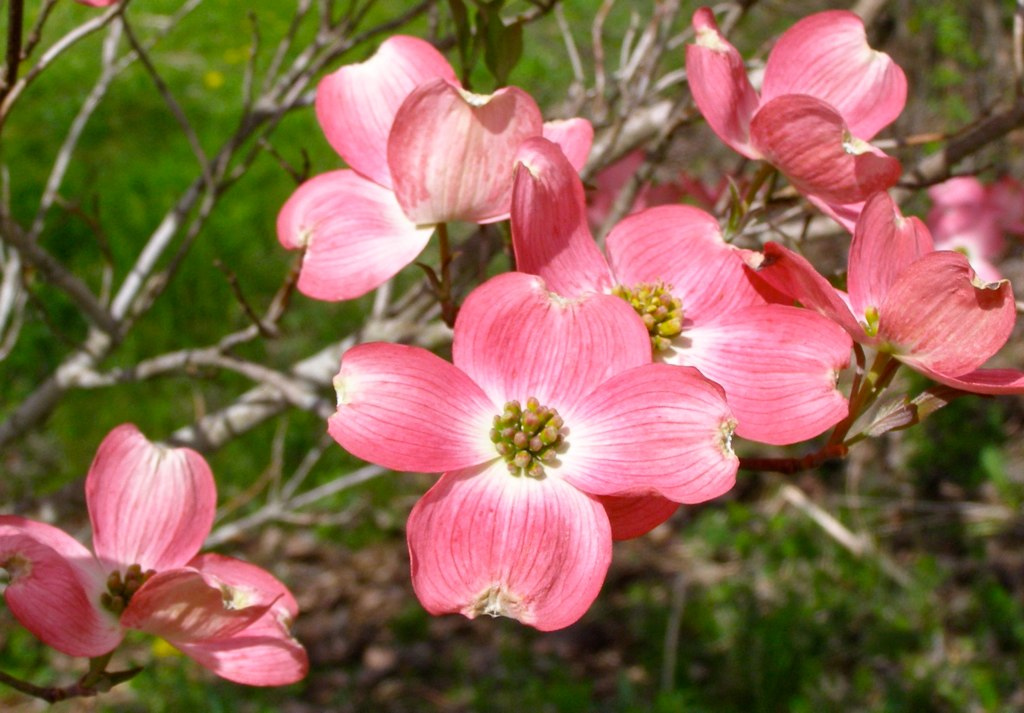 From our readers such color pink dogwood tree in spring bloom here at home in dillingham nc