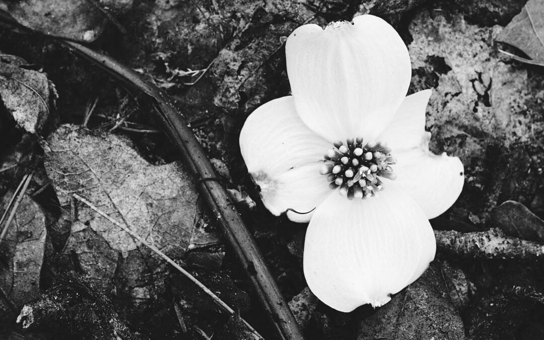 Dogwood blooms and the tears of jesus