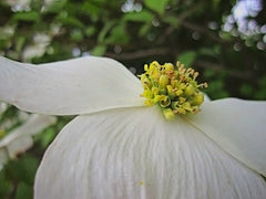 Easter and the legend of the dogwood tree