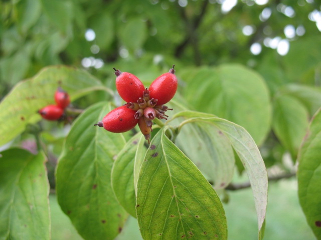 Kentucky color dogwood leaves on