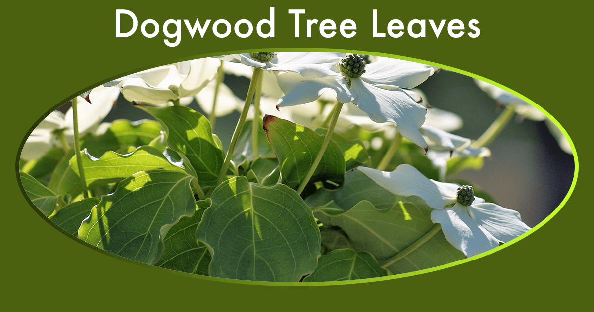 Dogwood tree leaves easy identification trick and why they curl