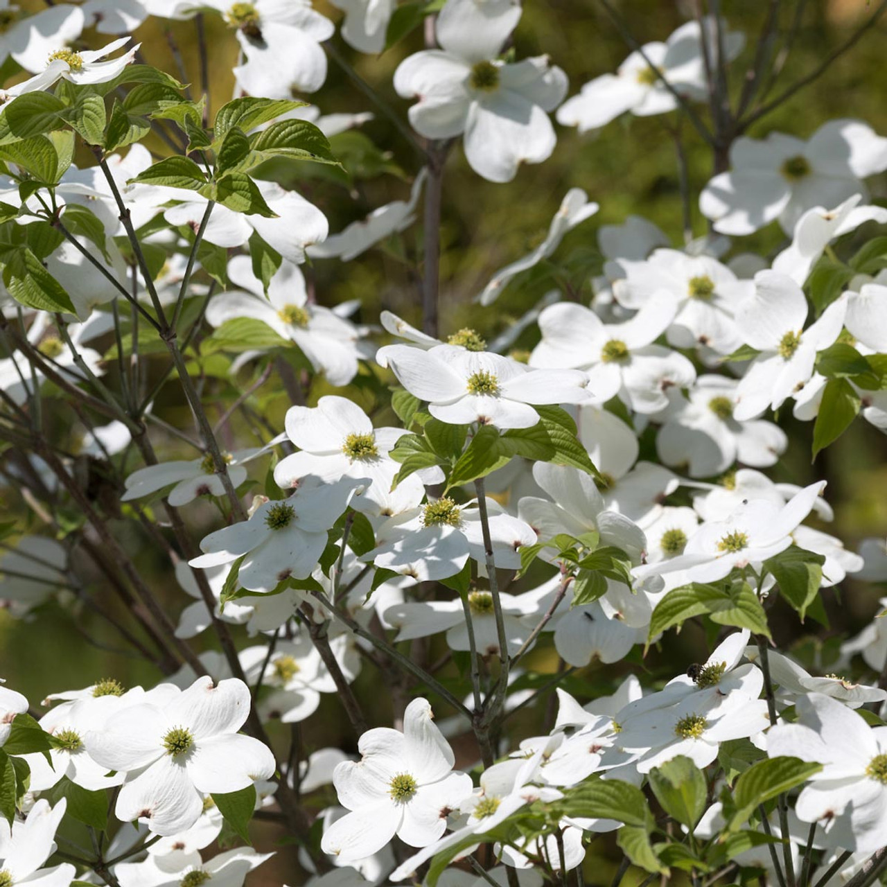 Audubon native white flowering dogwood tree