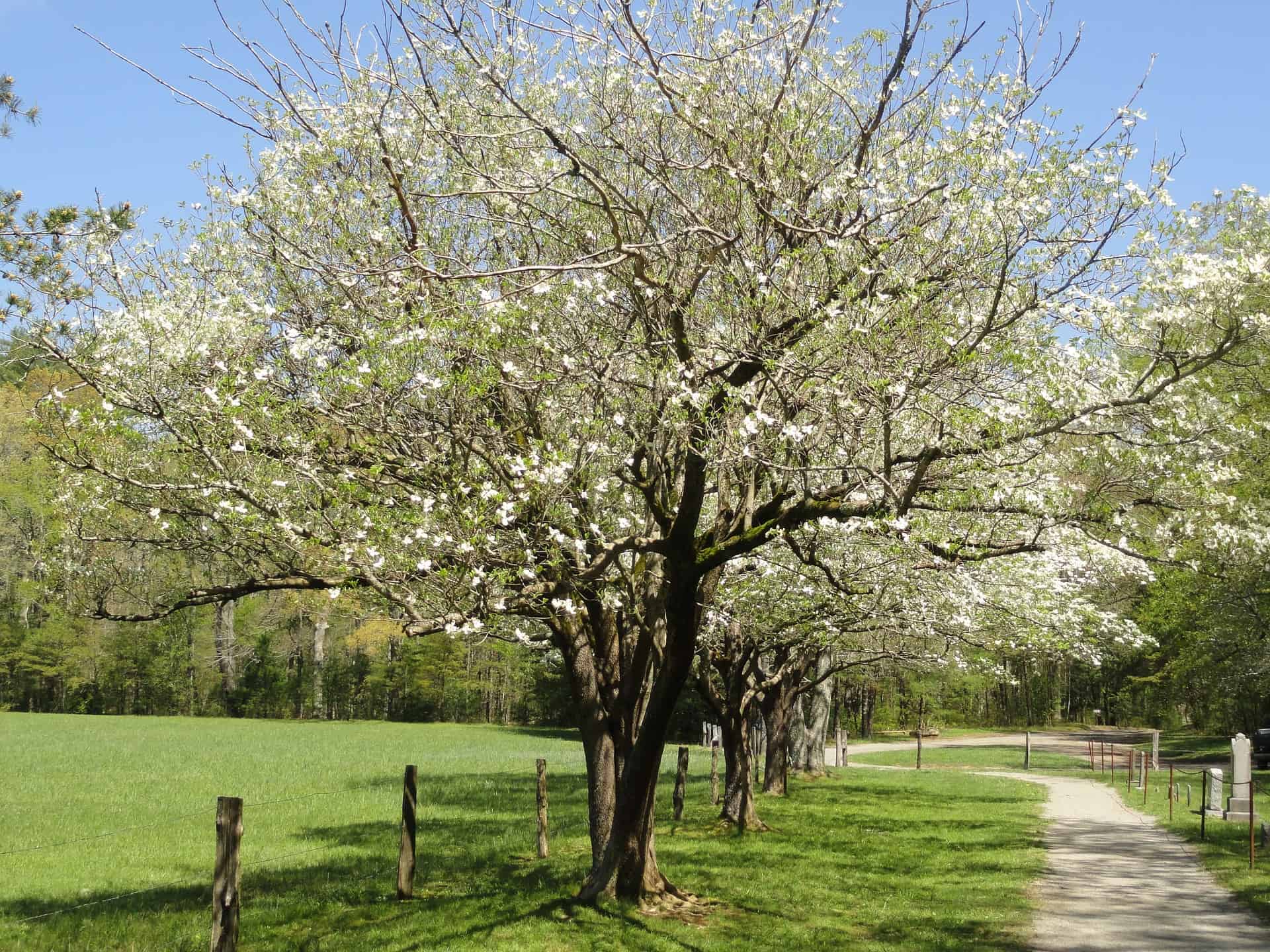 Dogwood trees