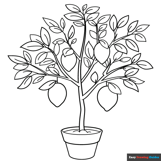 Lemon tree coloring page easy drawing guides