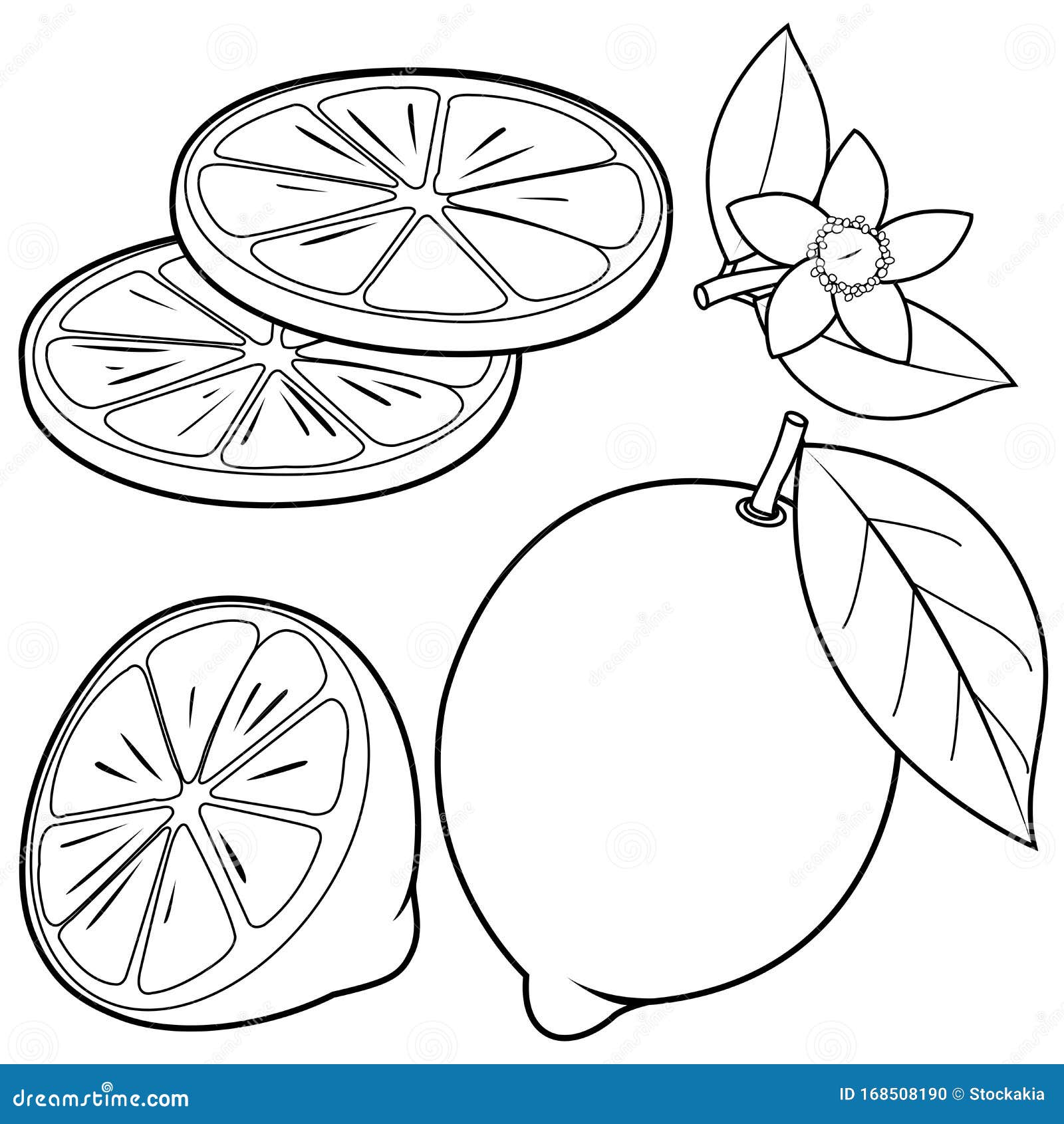 Whole and half sliced lemon fruit lemon flowers and leaves vector black and white coloring page stock vector