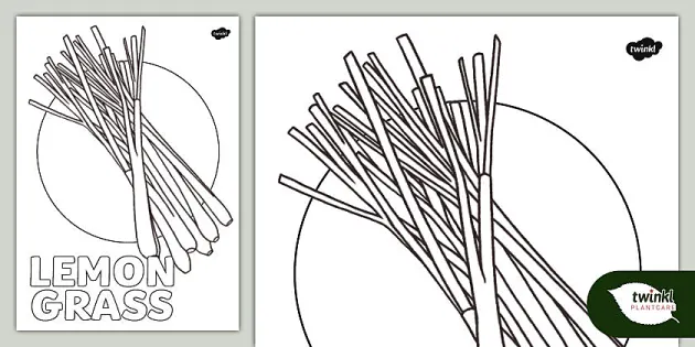 Herb colouring sheet lemon grass teacher made