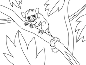 Lemurs coloring pages free coloring pages