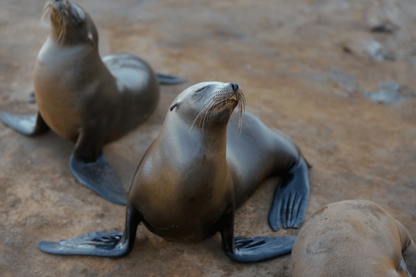 Animal foca images stock photos d objects vectors