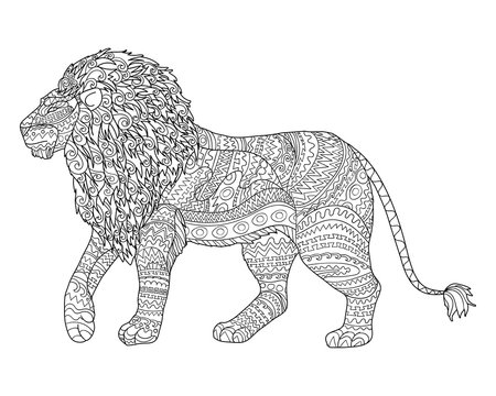 Lion coloring page for adults images â browse photos vectors and video