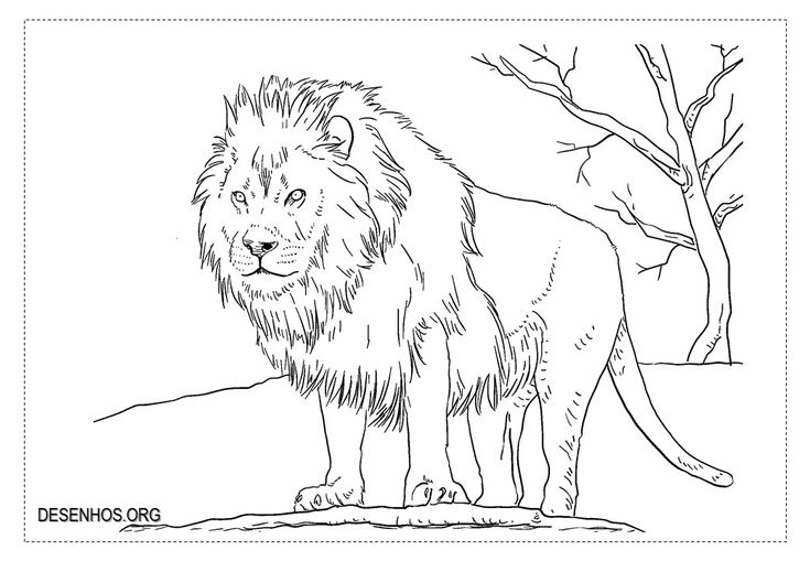 Leãµes para colorir pãginas para colorear pãginas para colorear de animales habitat de los leones