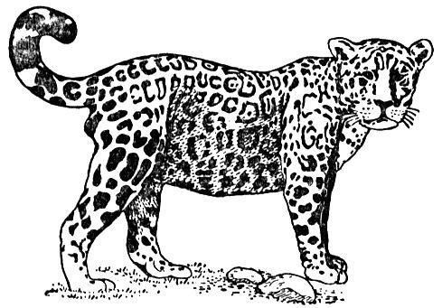 Coloring pages free jaguar coloring pages