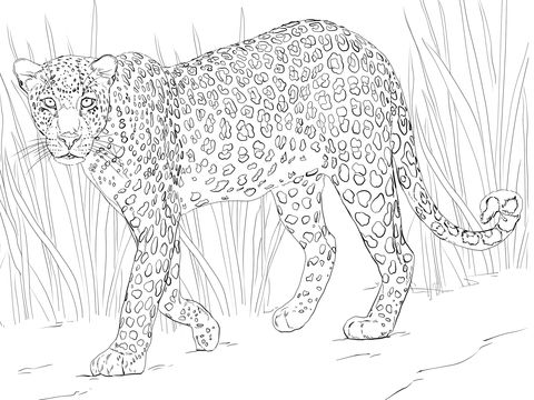 African leopard coloring page free printable coloring pages animal coloring pages coloring pictures african leopard