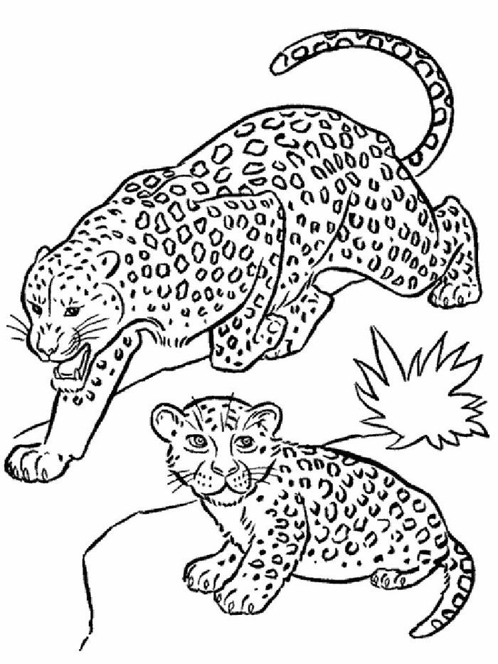 Leopard coloring pages printable pdf