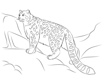 Snow leopard coloring page supercoloring snow leopard pictures leopard pictures snow leopard