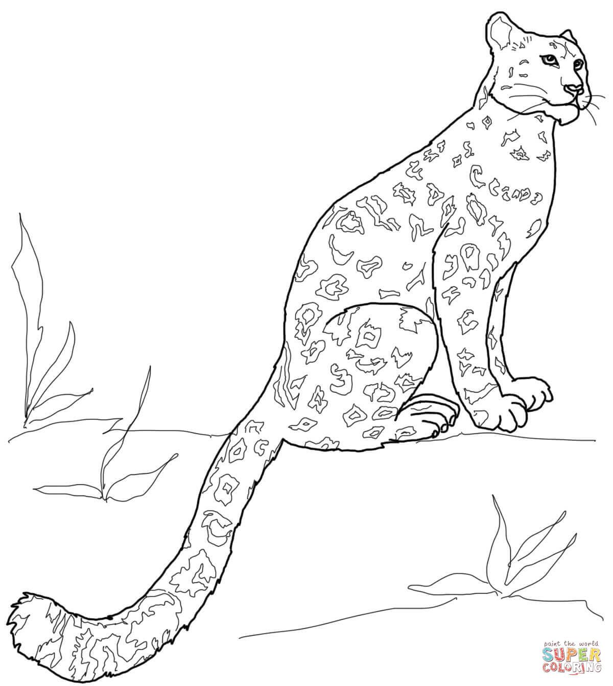 Snow leopard sitting coloring page free printable coloring pages leopard drawing snow leopard drawing snow leopard