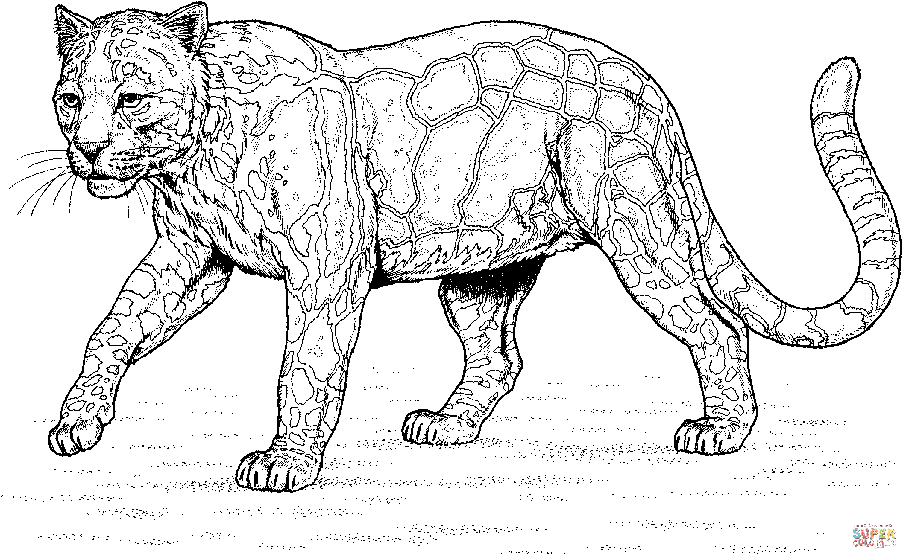 Walking clouded leopard coloring page free printable coloring pages