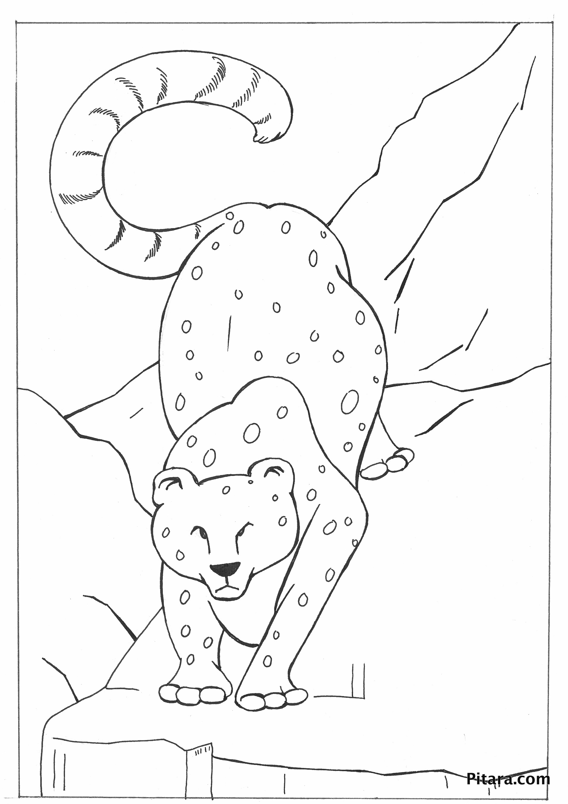 Wild animals coloring pages kids network