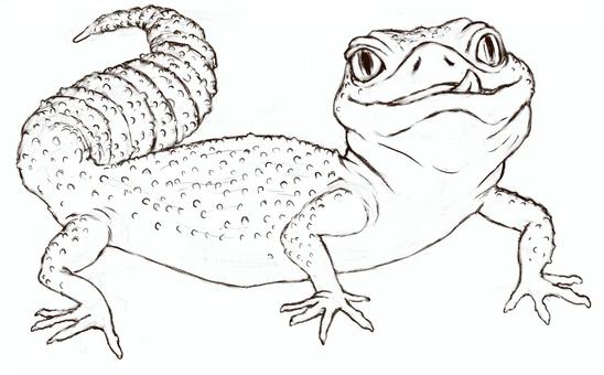 Leopard gecko vectors clipart illustrations for free download