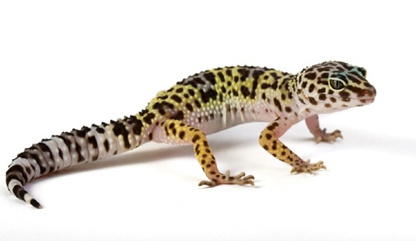 Basic information sheet leopard gecko