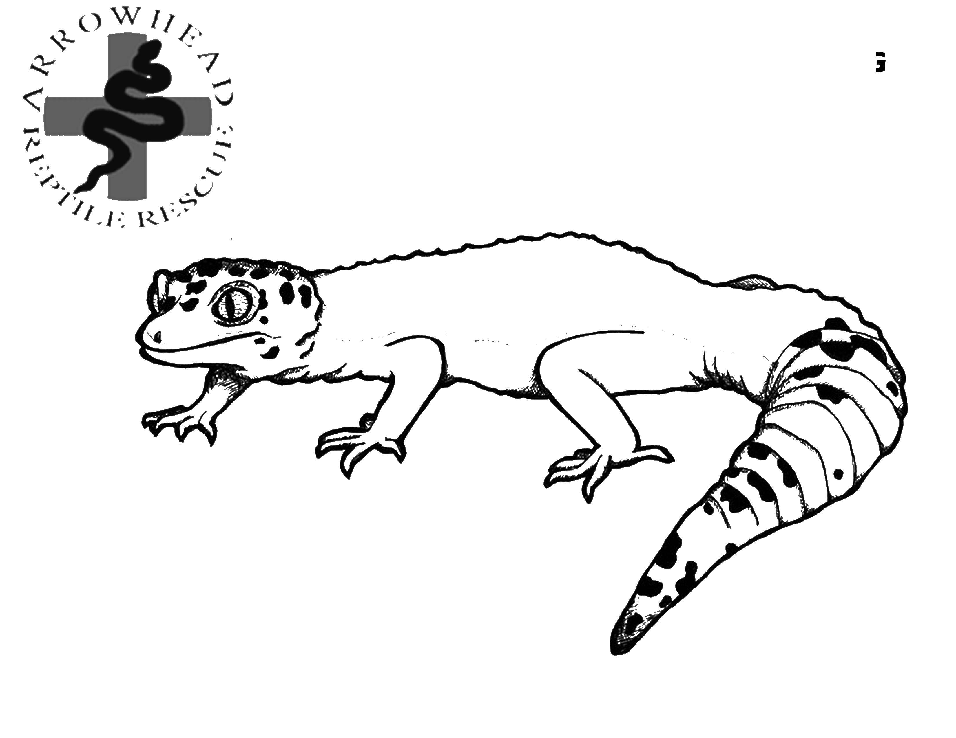 Online coloring pages coloring page varan for boys download print coloring page