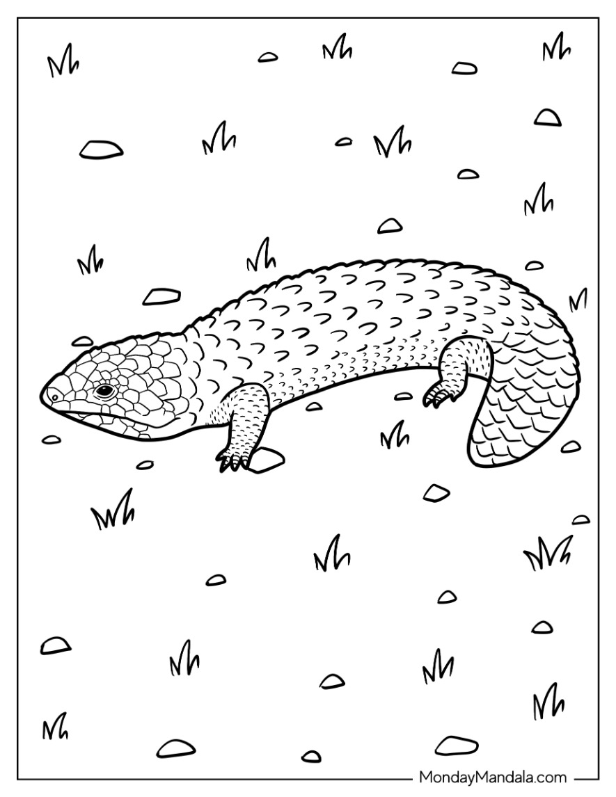 Lizard coloring pages free pdf printables