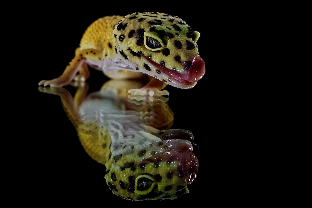 Download Free 100 + leopard gecko wallpaper Wallpapers